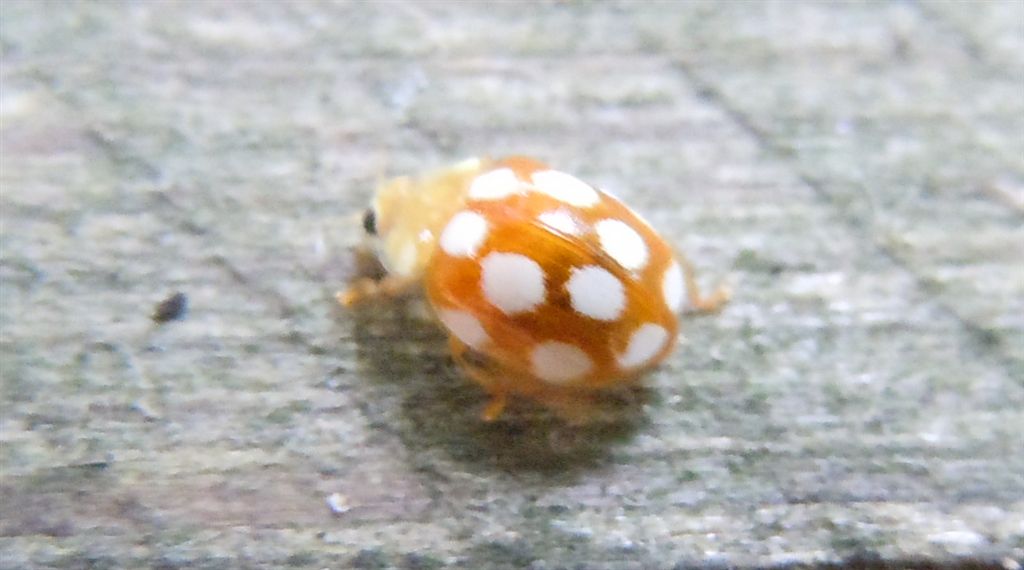 Vibidia duodecimguttata?
